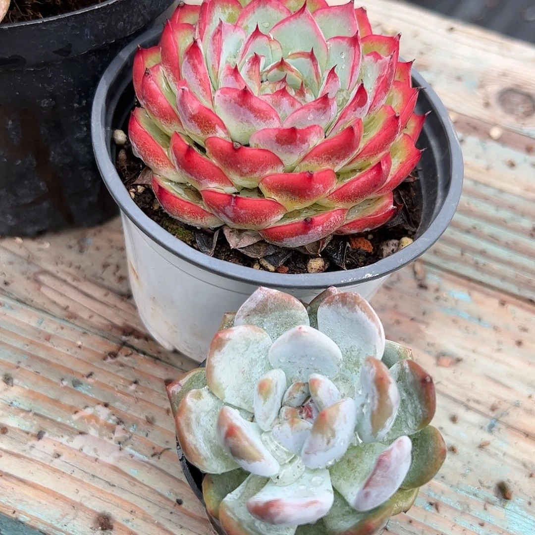 水晶玫瑰橙梦露多肉植物