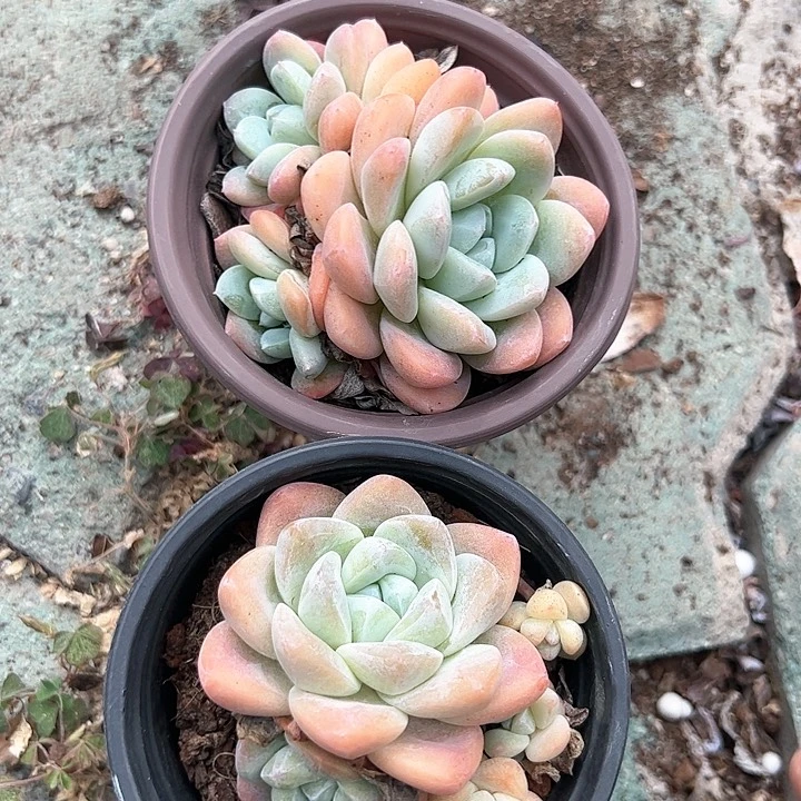 冰玉两颗多肉植物