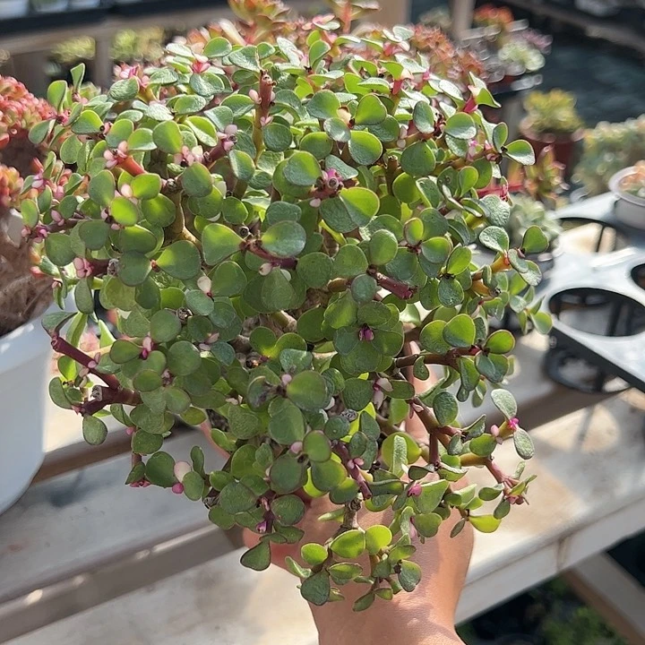 金枝玉叶棒棒糖多肉