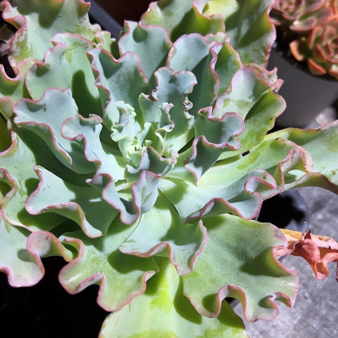 水瓶座多肉植物精品