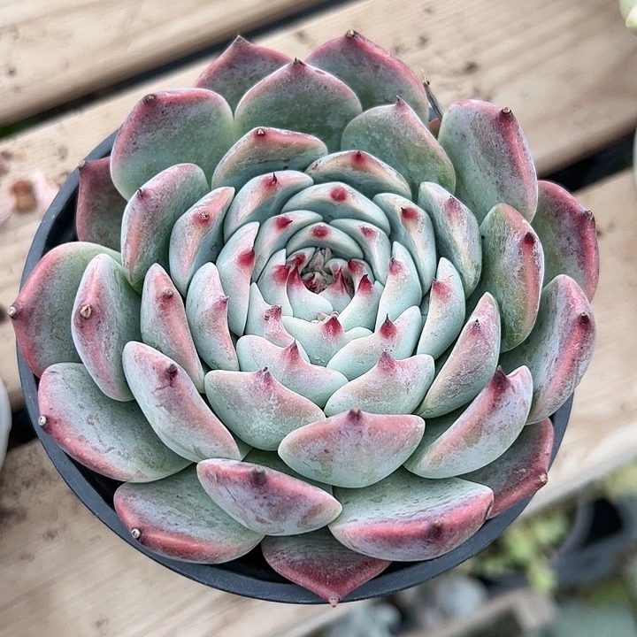 单头吉娃娃多肉植物精品