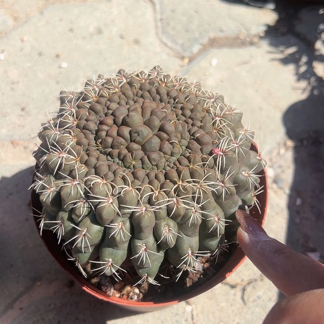 绯花玉缀化多肉植物