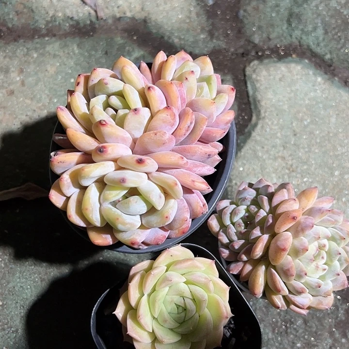橙梦露三头麦秆冰魄多肉植物