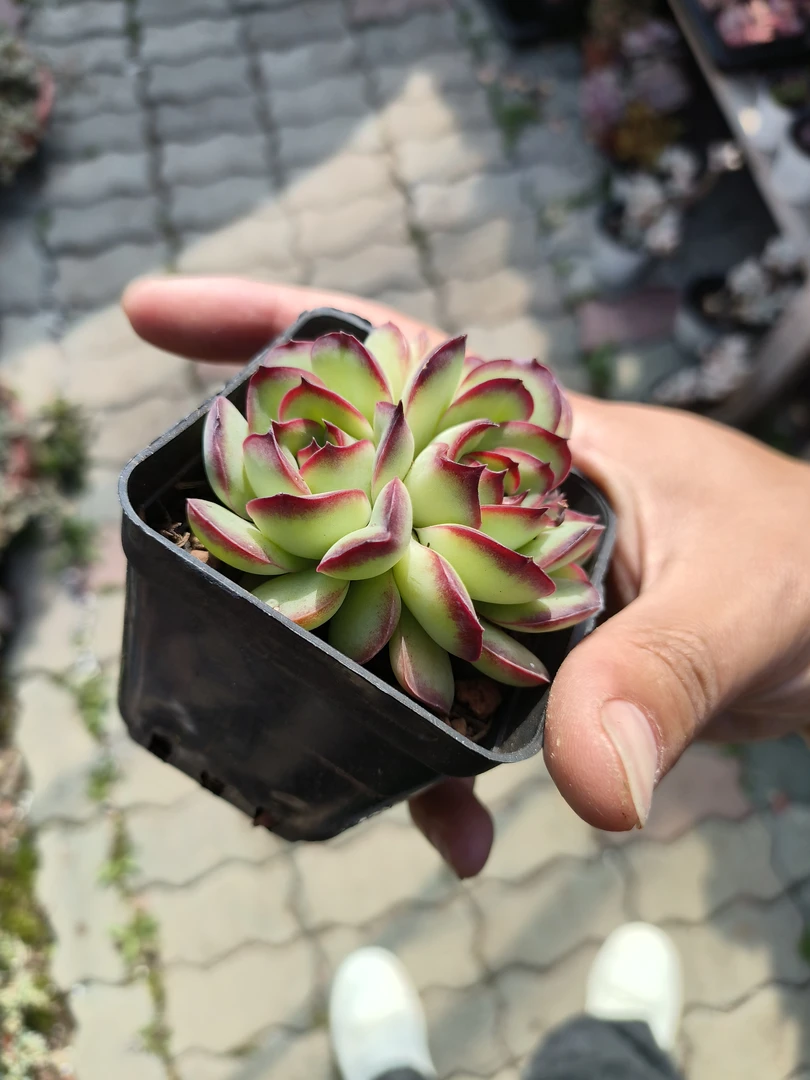 灵隐多肉超可爱很适合新手入门