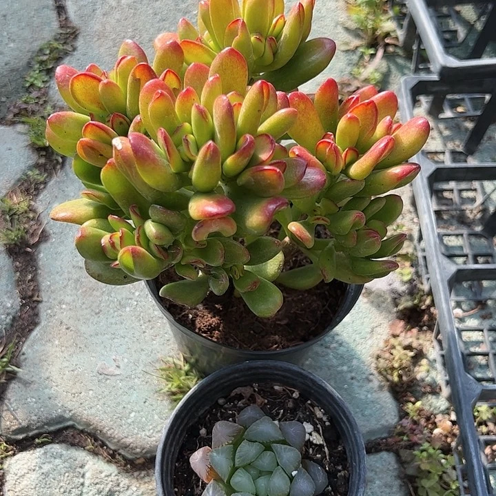 招财猫多肉雨露多肉植物