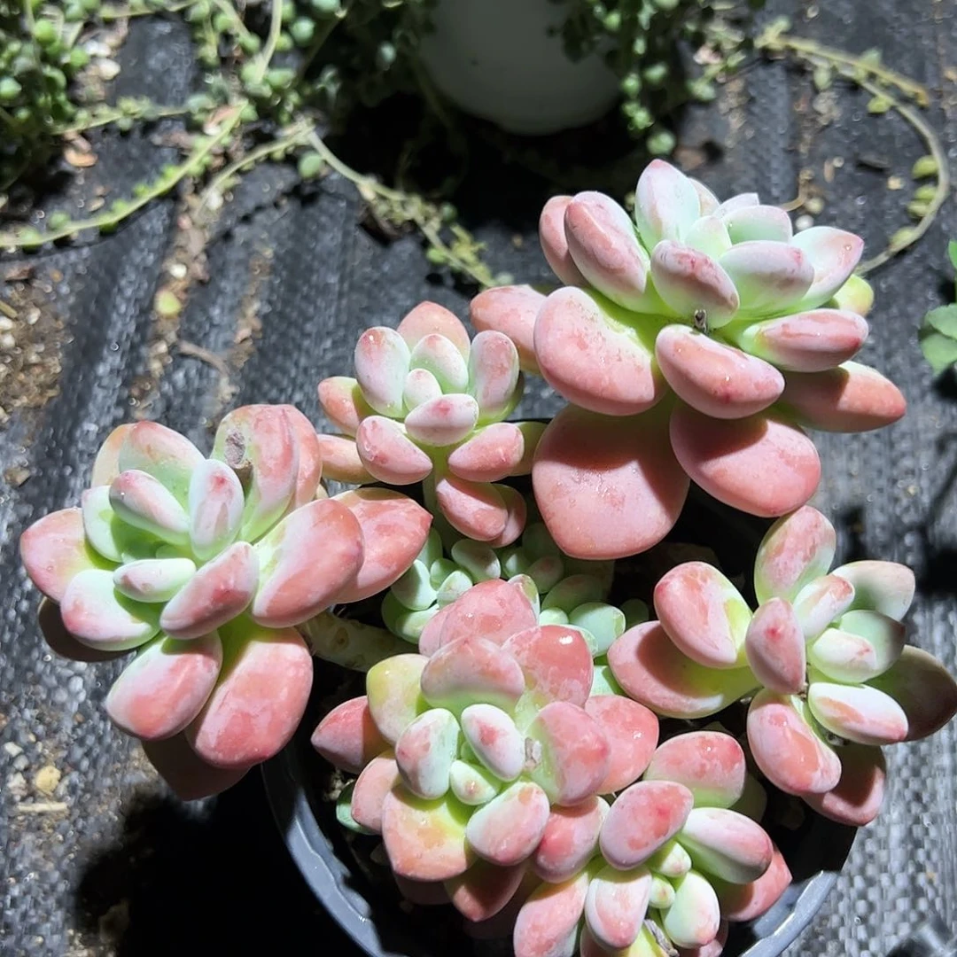 红洛神多肉植物精品