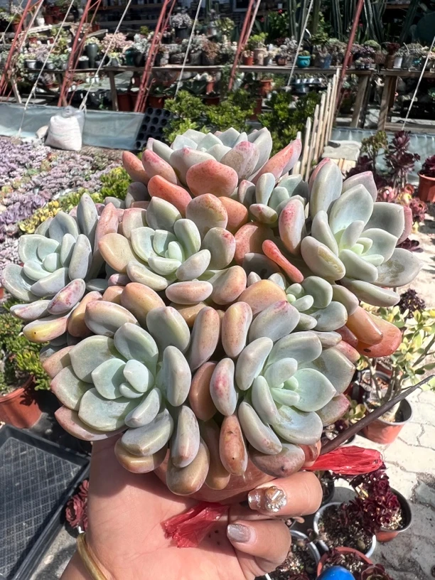 克洛伊群生 头多叶片肥