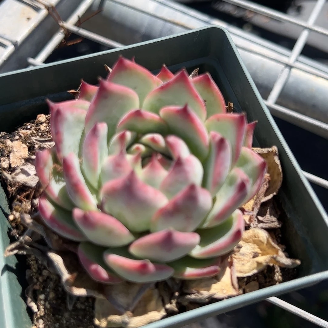 吉娃娃单头多肉植物