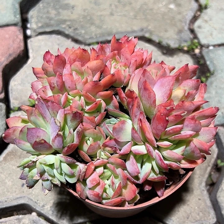 红色绮罗多肉植物