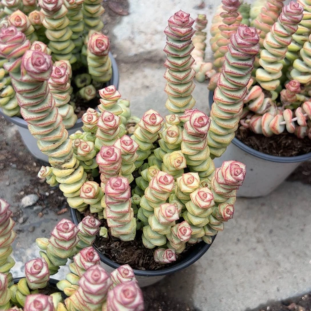 牡丹钱串多肉植物