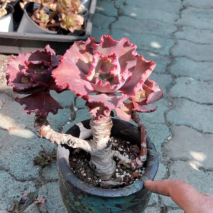 女王带盆带土发货