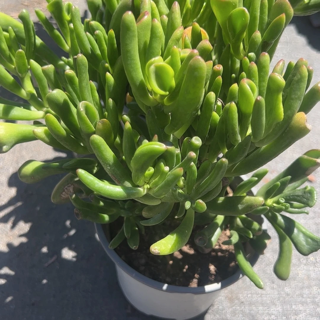 吸财树多肉植物精品