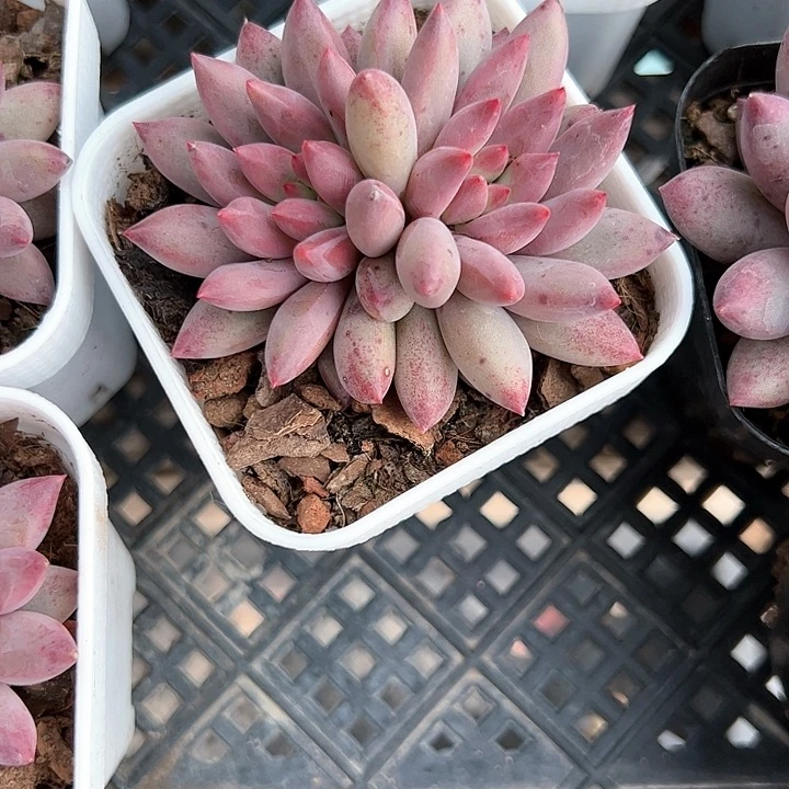 金鱼姬双头多肉植物精品