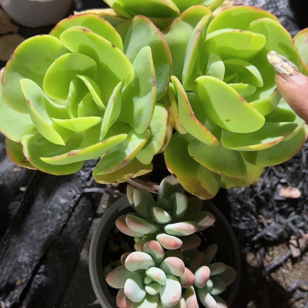 碧桃红洛神三头起发货