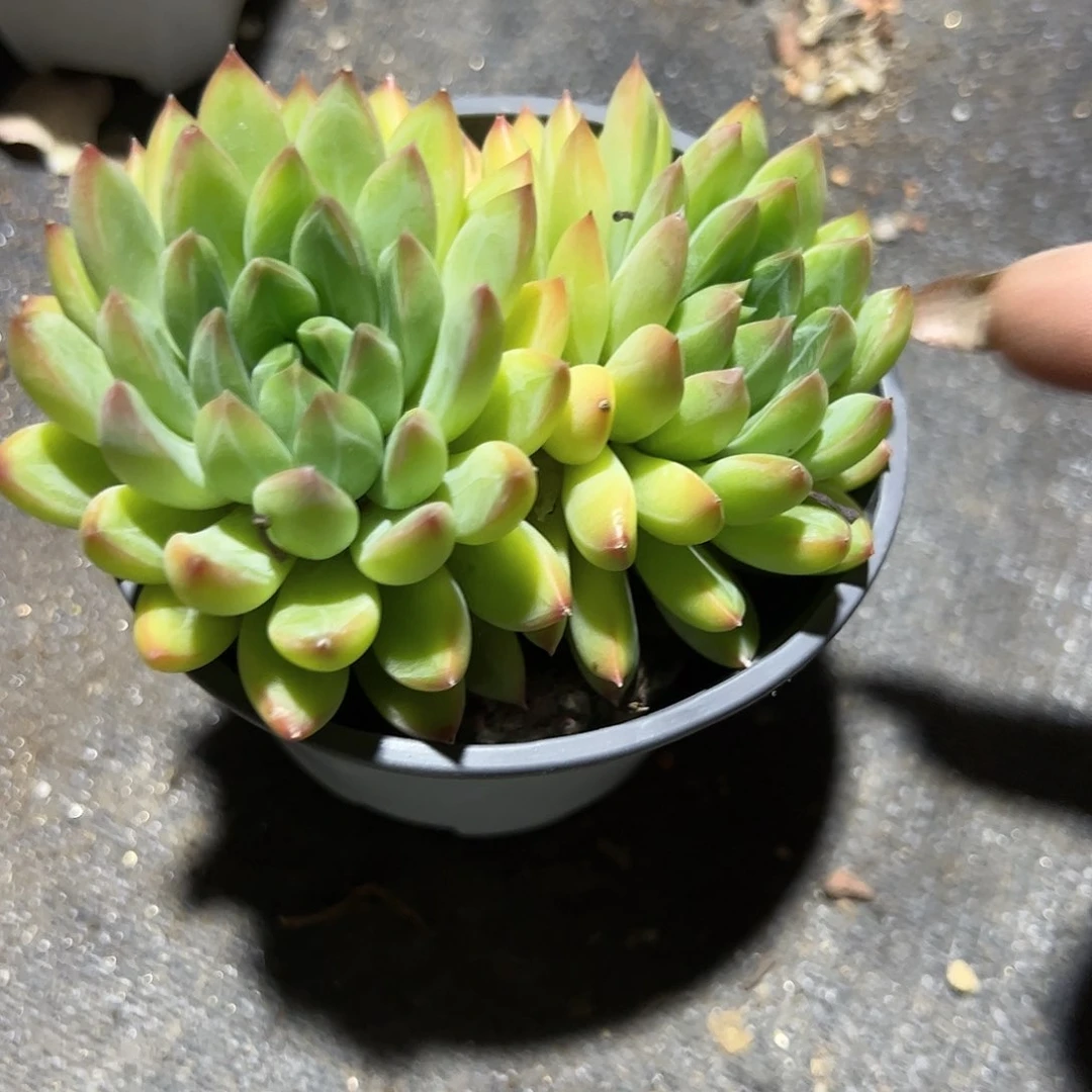 甲骨文多肉植物精品