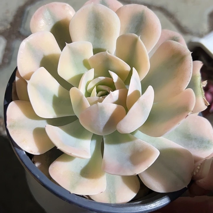 鲁是石莲锦多肉植物