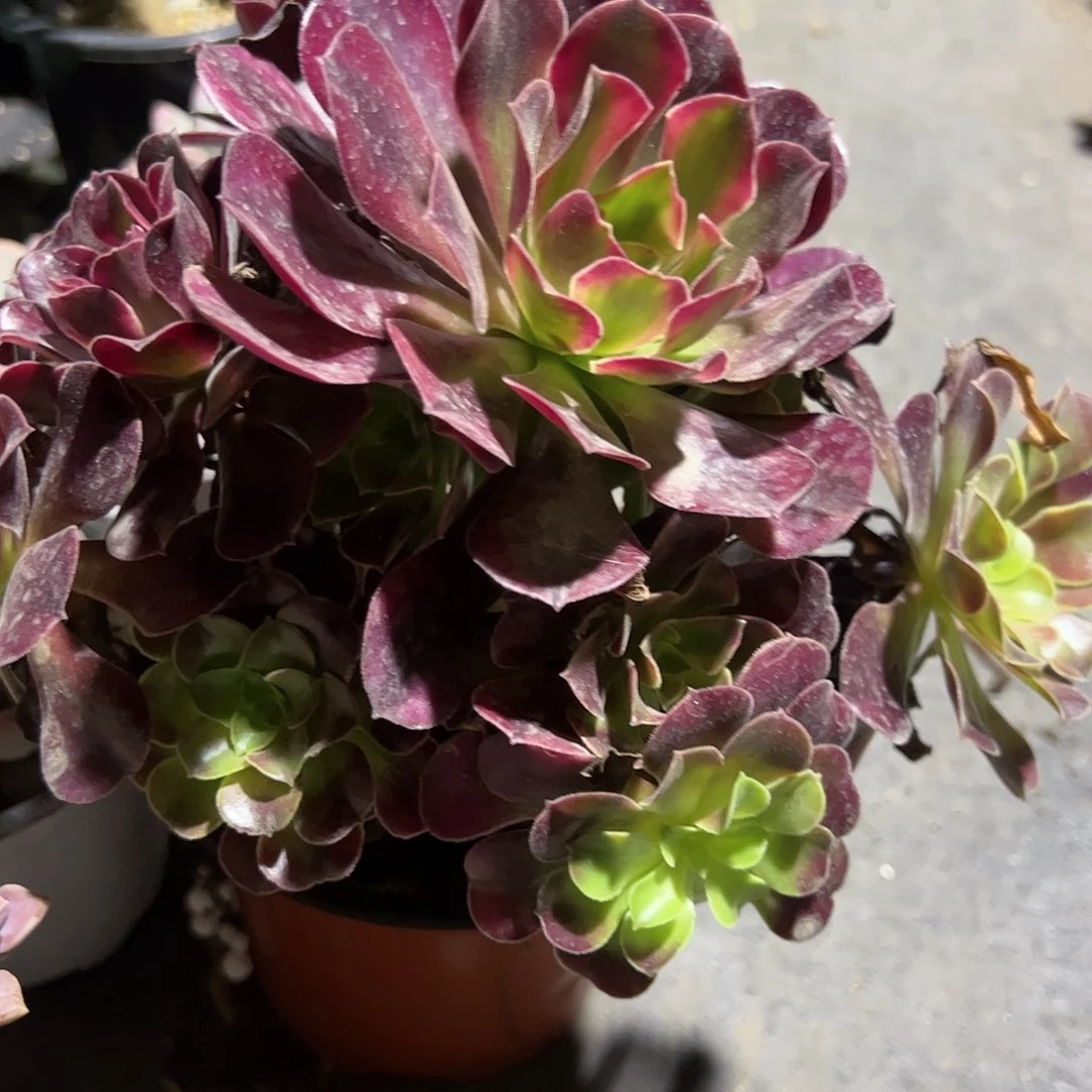 美杜莎法师多肉植物