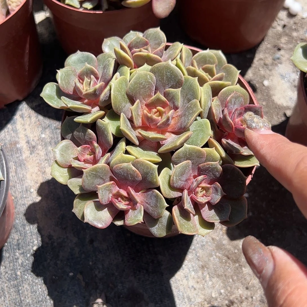 大红袍多肉植物精品