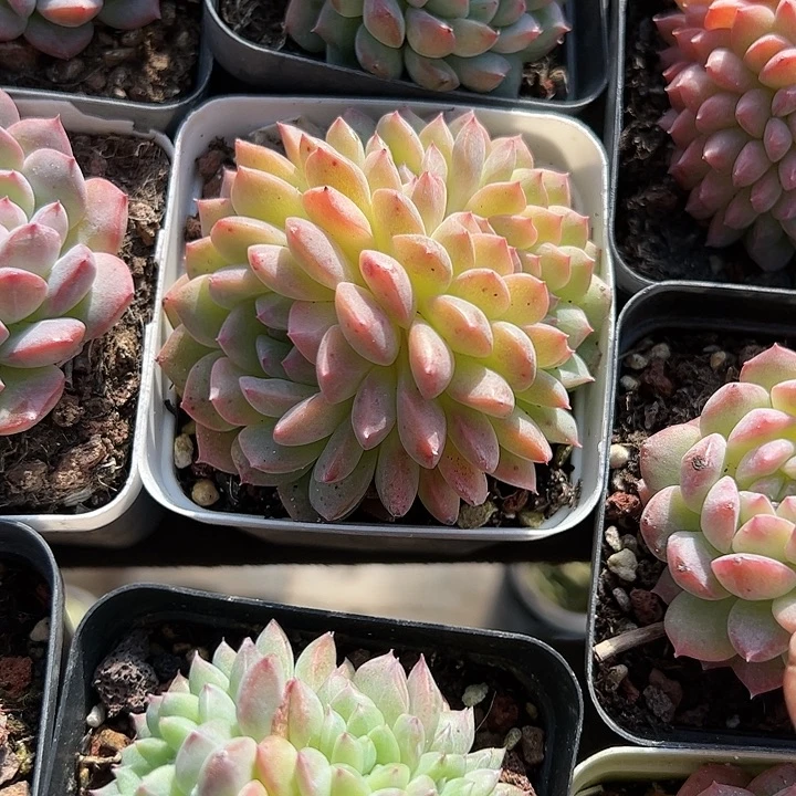 甘露缀化多肉植物