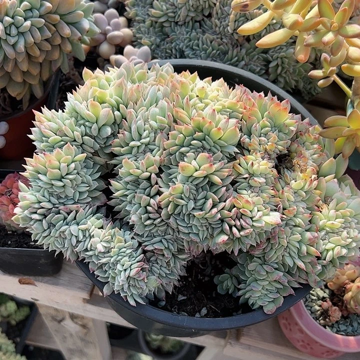 莎莎女王缀化多肉植物