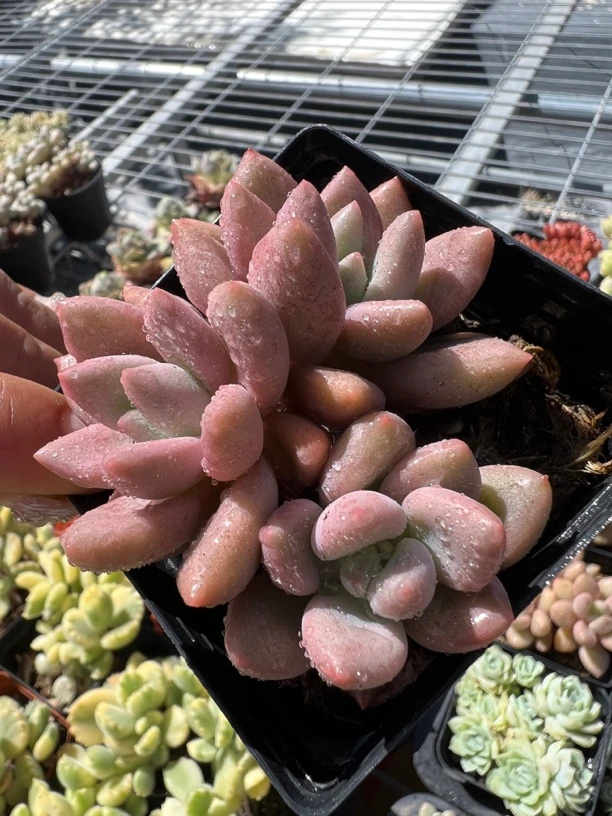 桃花源多肉植物,两头起发货 嘎嘎好看