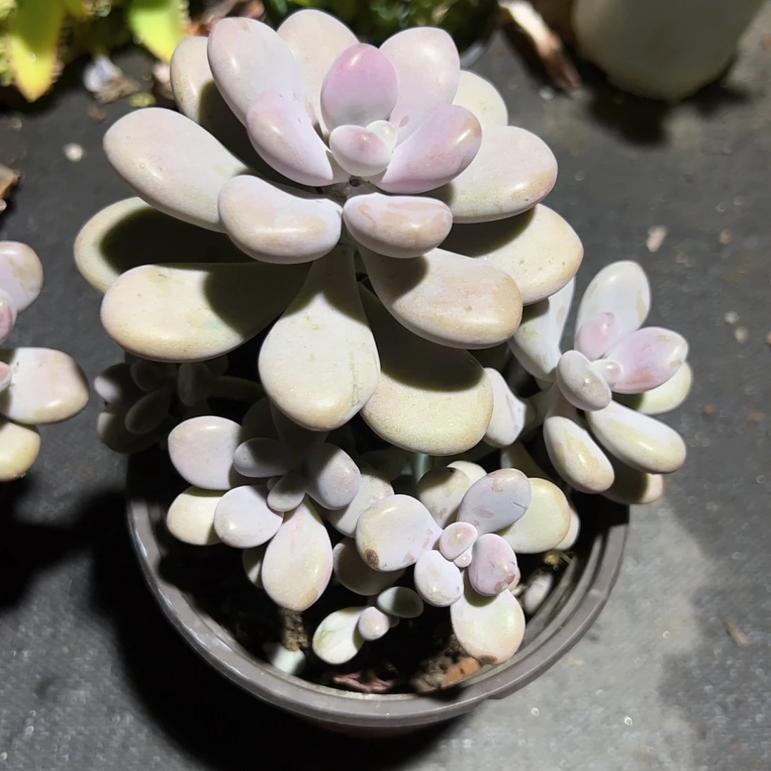 桃蛋多肉植物精品