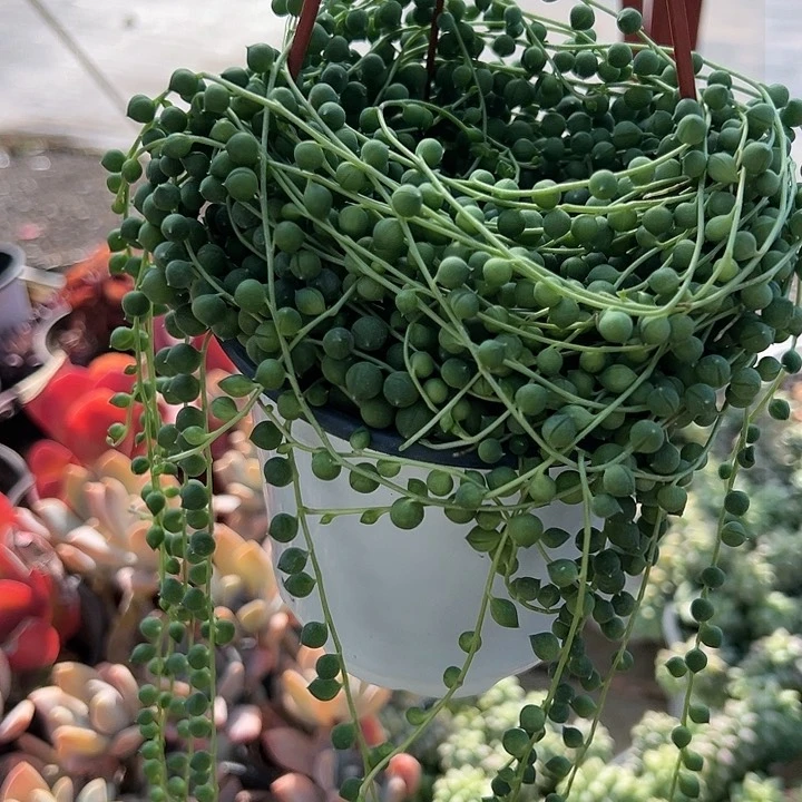 佛珠多肉植物精品