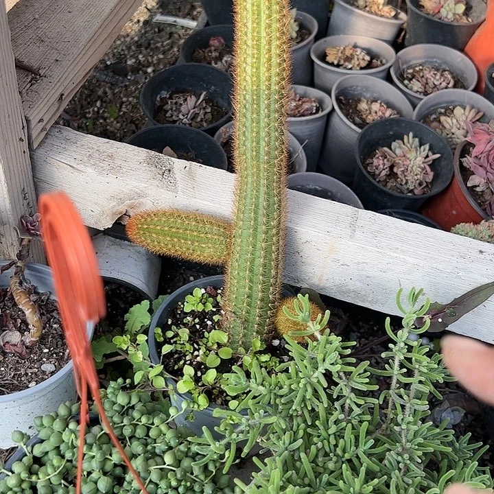 金牛佛珠荧光兔多肉植物