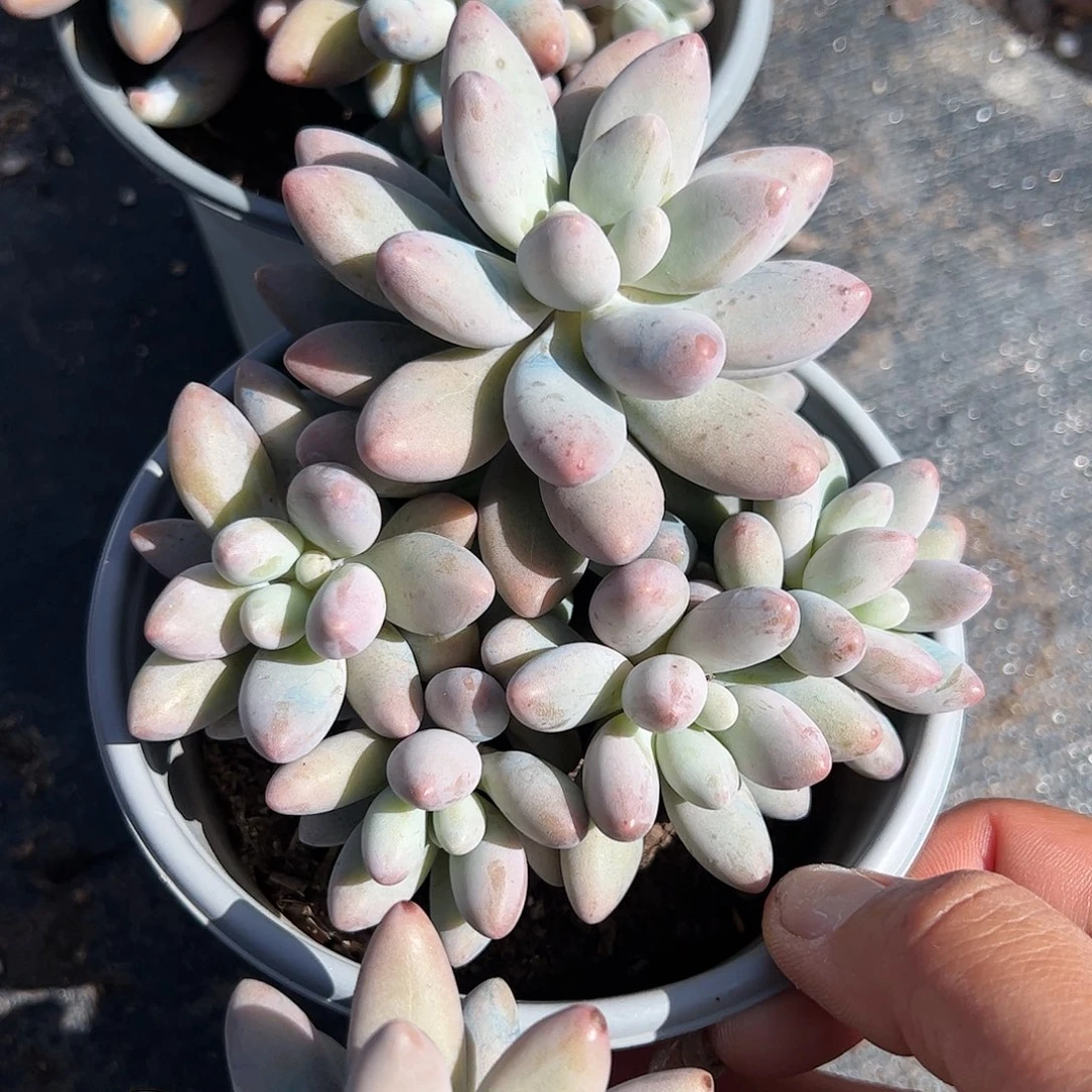 粉色恋人多肉植物