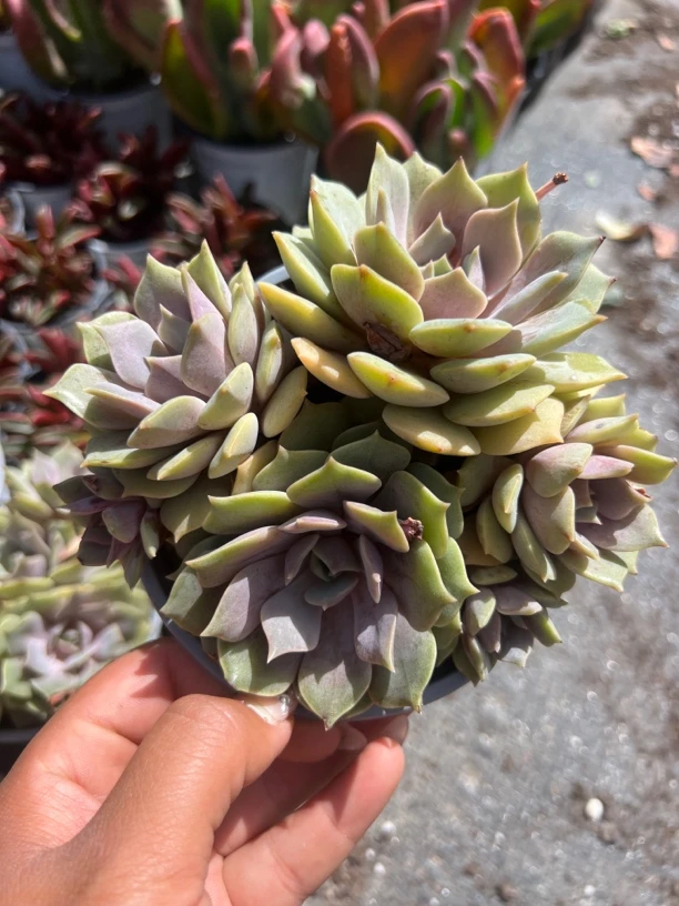 粉蝶多肉植物 群生特别好养新手必须入手