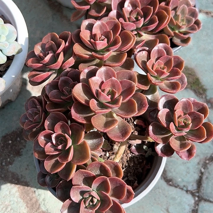 巧克力方砖多肉植物