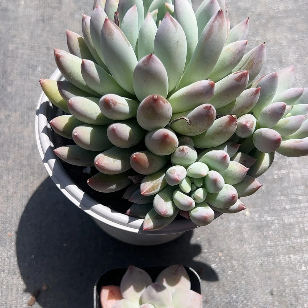 阿修罗所罗门多肉植物