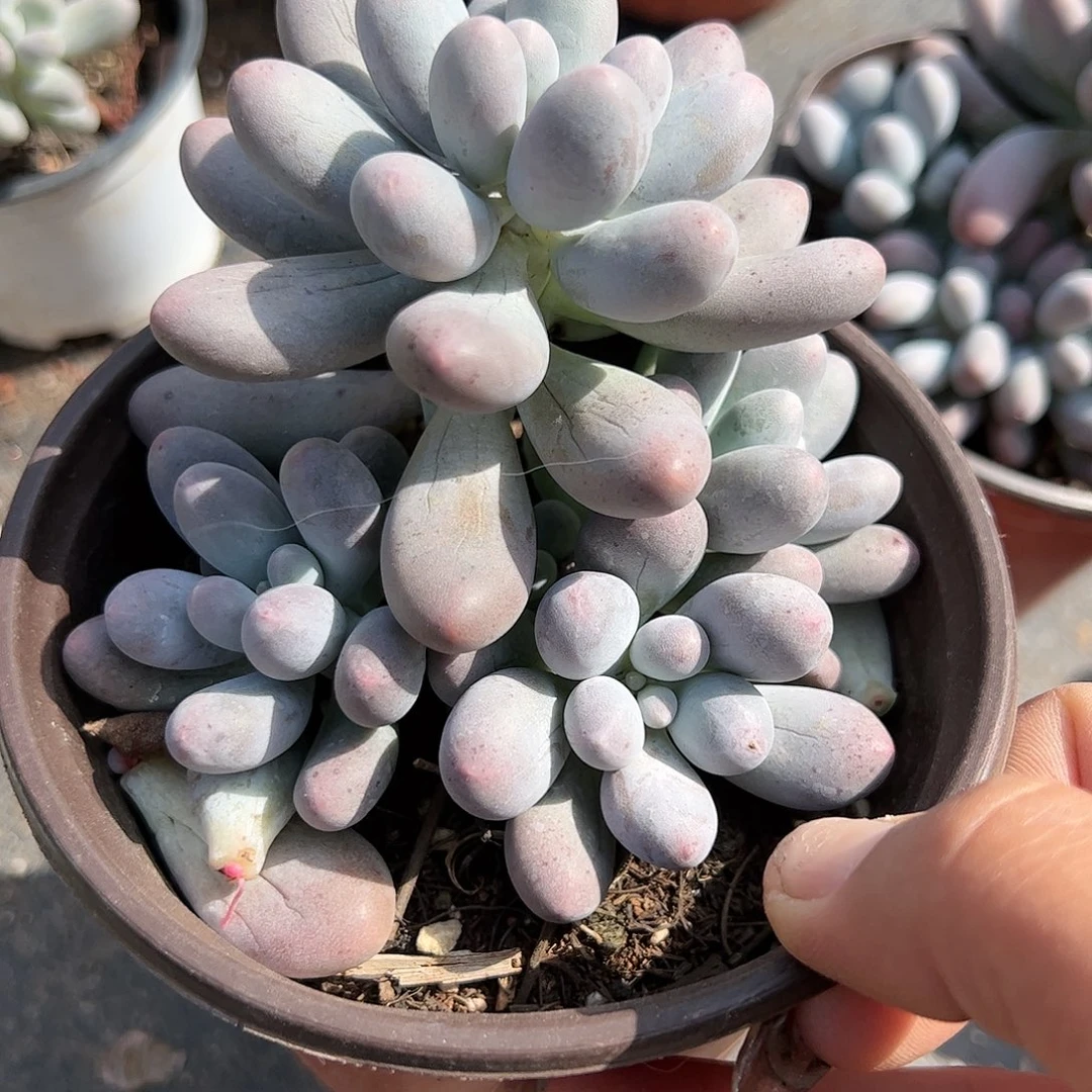 汤圆多肉植物精品
