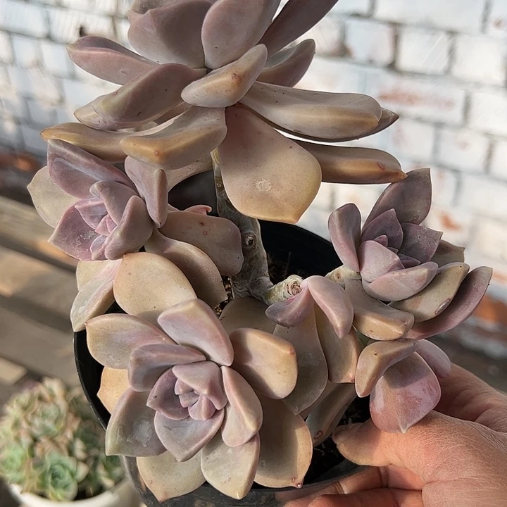 紫乐老桩多肉植物