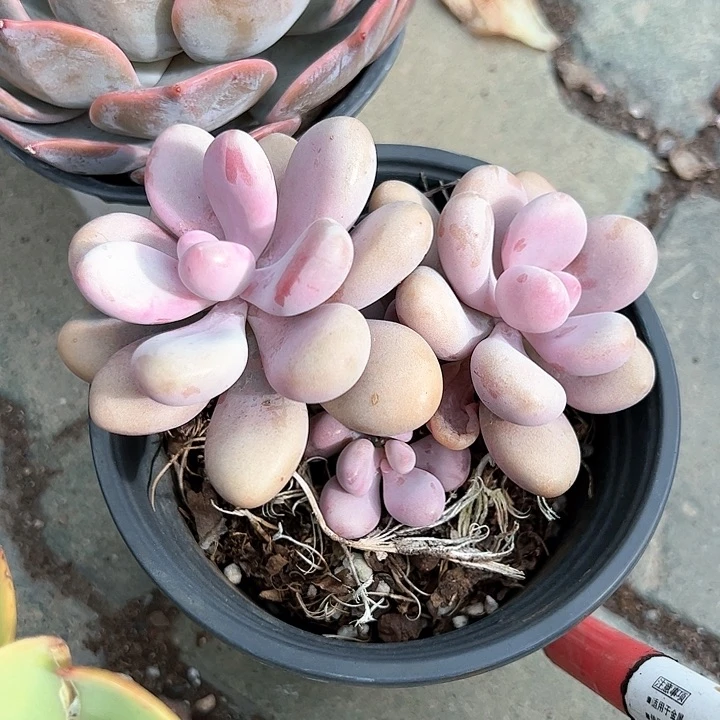 桃蛋多肉植物精品