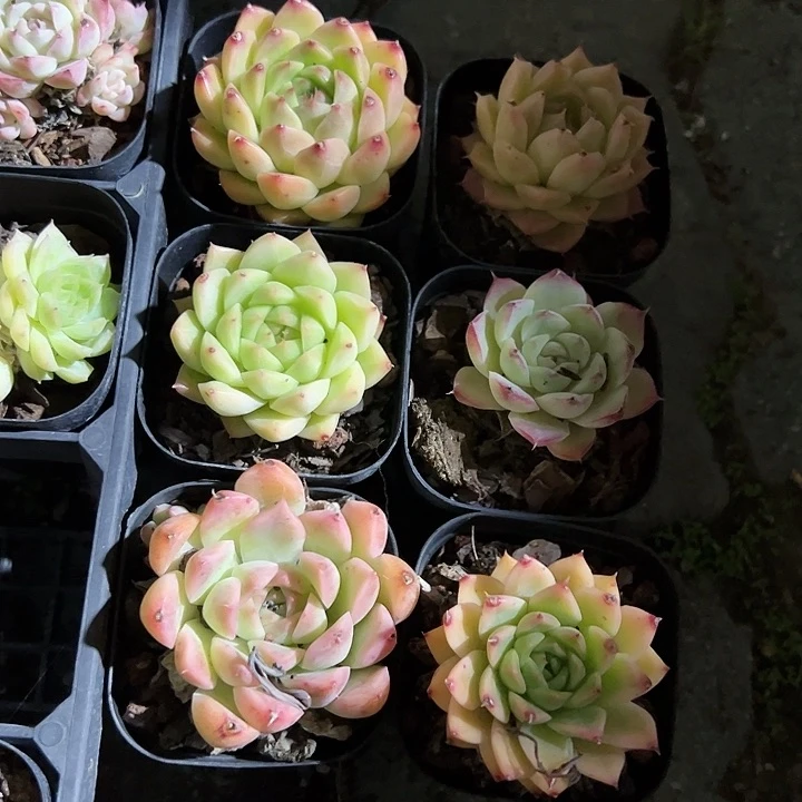 六科麦秆多肉植物精品