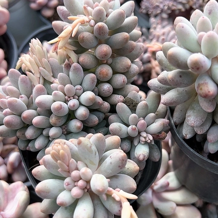 婴儿手指多肉植物精品