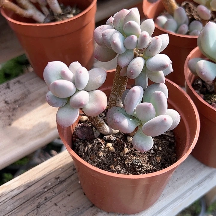 稻田姬多肉植物精品