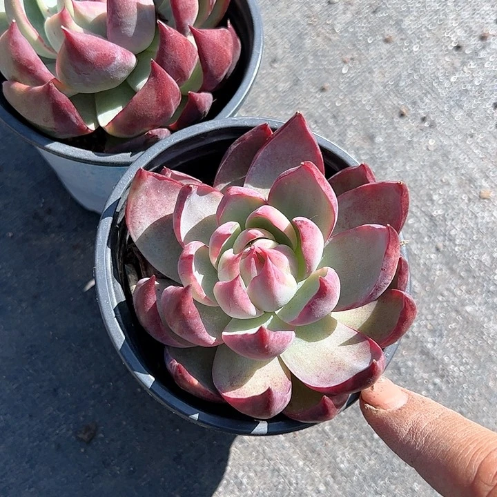 惊鸿仙子多肉植物