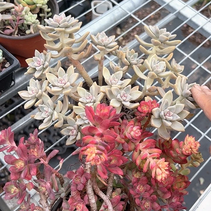 淡雪小叮当锦多肉植物