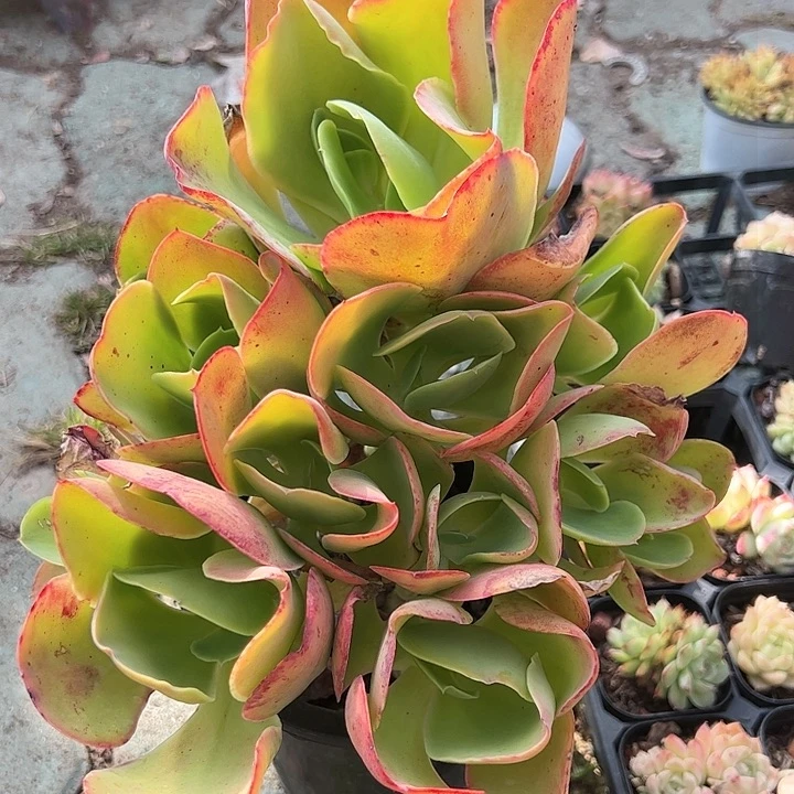大号柠檬卷多肉植物