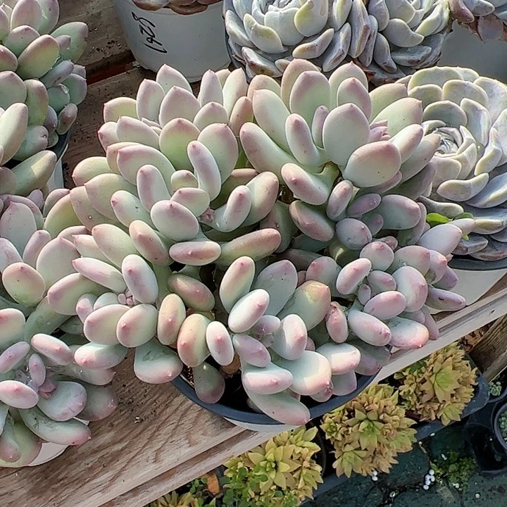 稻田姬多肉植物精品