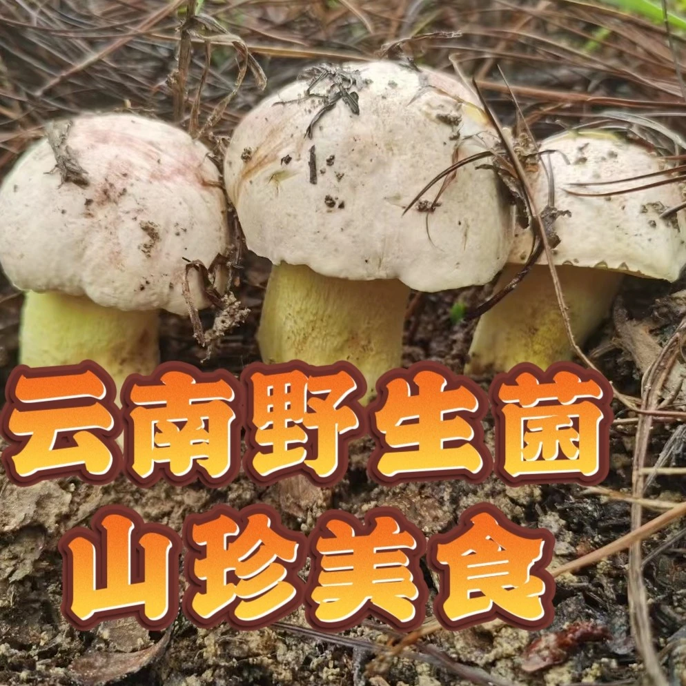 云南南华深山野生菌白葱牛肝菌新鲜采摘发货500g