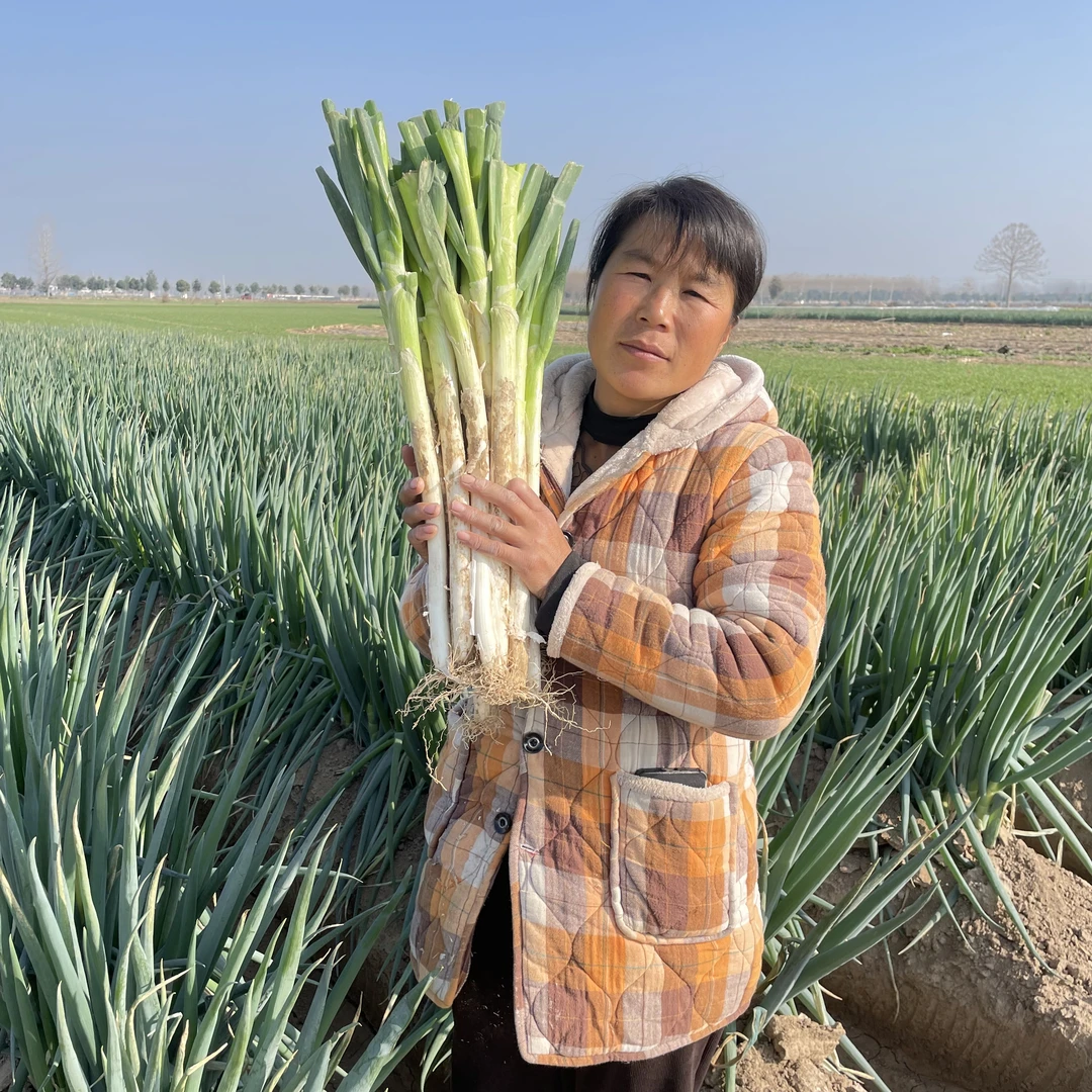 【庄生】河南大葱现挖现发微辣脆甜无丝无渣蘸酱菜生吃香味葱香浓郁