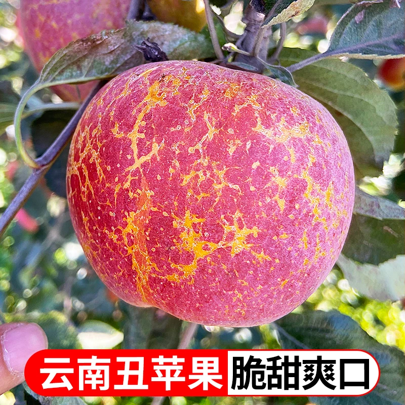 云南昭通丑苹果2.5斤4.5斤新鲜苹果脆甜多汁好吃TY