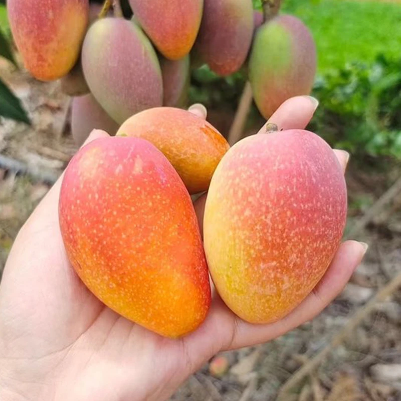云南小金凤小芒果4斤树上熟芒果甜蜜多汁新鲜香甜