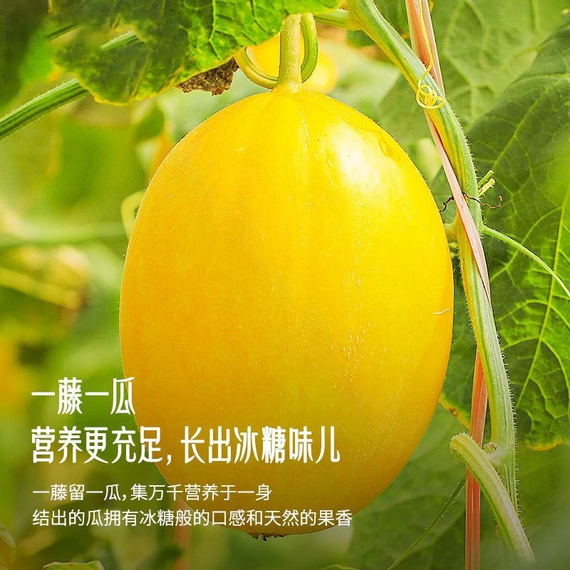 【海豚兄妹】海南正宗金香玉牛奶蜜瓜香甜多汁2.5-5斤装