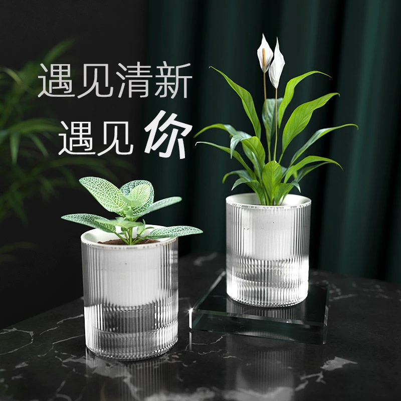 懒人绿萝自动吸水免可储水花盆水培透明水培塑料绿箩盆栽专用小