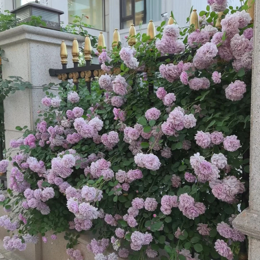 阴雨爬藤月季四季开花月月爆花浓香中花 耐热耐寒欧月