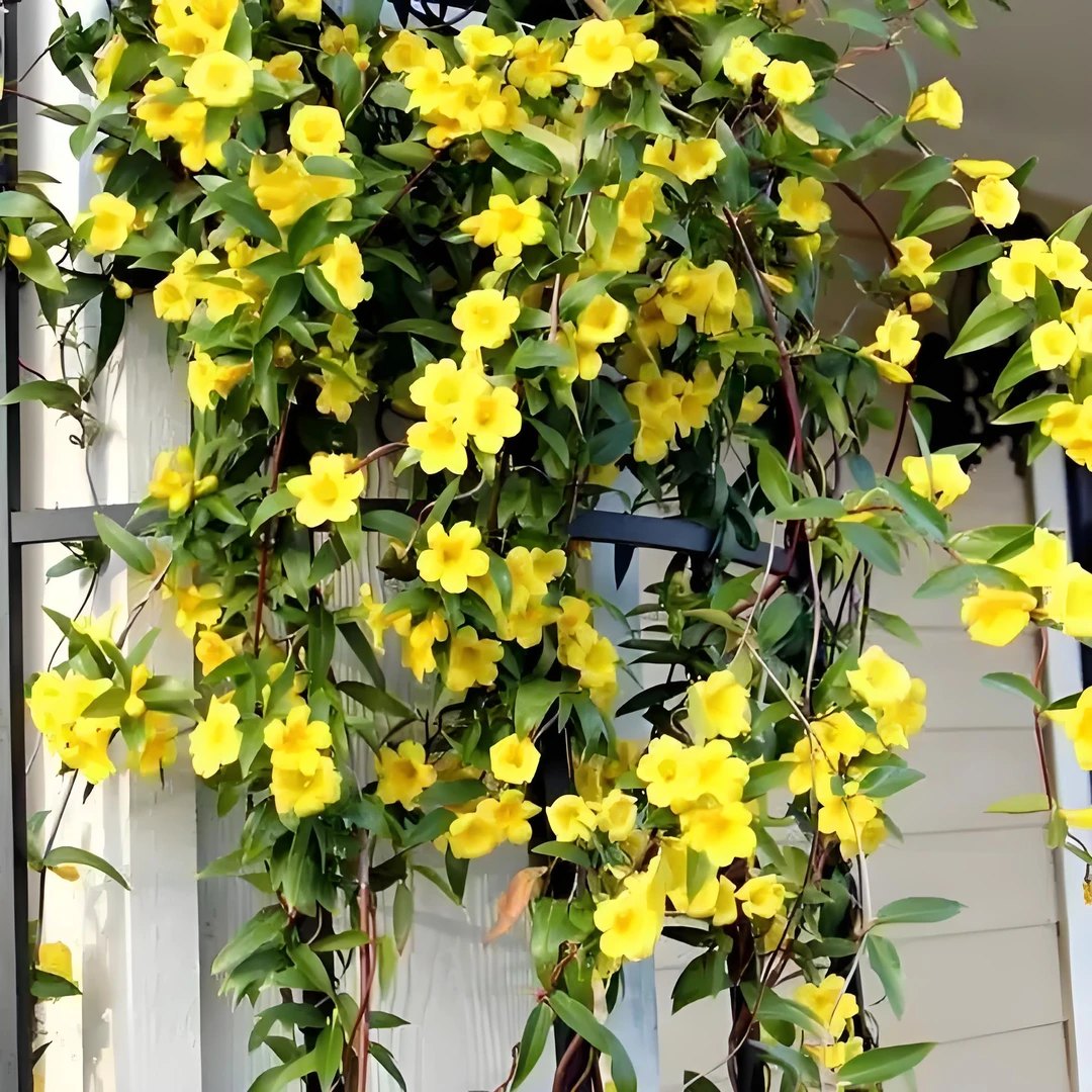 法国香水茉莉 浓香型爬藤植物 耐寒多季节开花